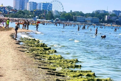 Море у Анапы позеленело из-за водорослей