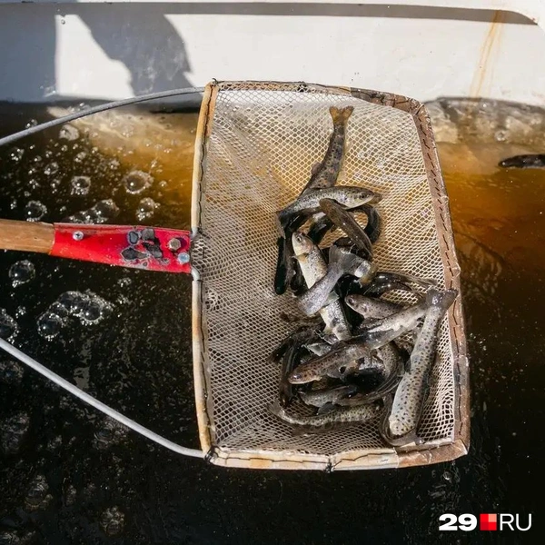 Источник: Иван Митюшёв / 29.RU