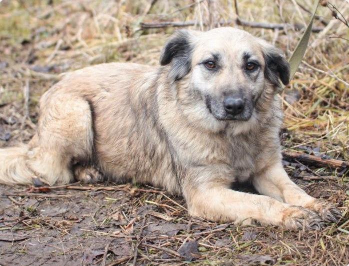 Котопёс недели: возьми из приюта эмпатичную собаку Бэмби или игривую кошку Ариэль