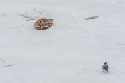 Rabies Cases Among Animals Double in Altai Krai