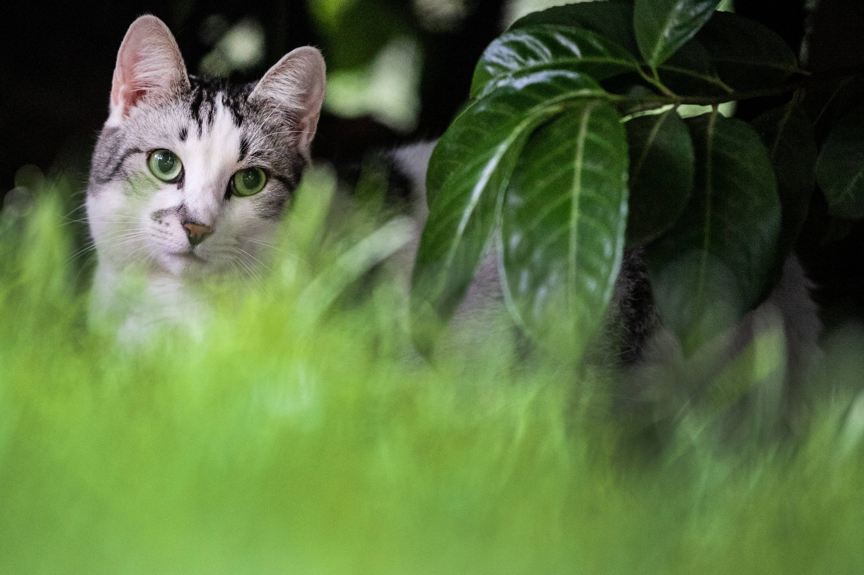 Почему кошки едят траву | Публикации | Вокруг Света