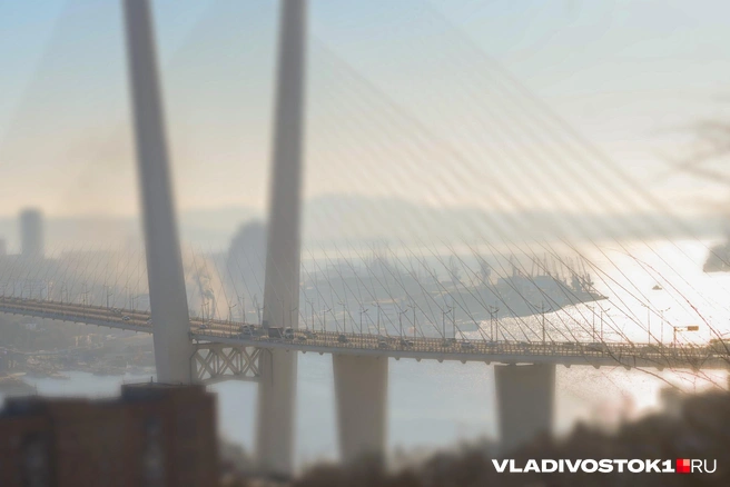 Людей просят сообщать информацию волонтерам | Источник: Елена Буйвол / VLADIVOSTOK1.RU