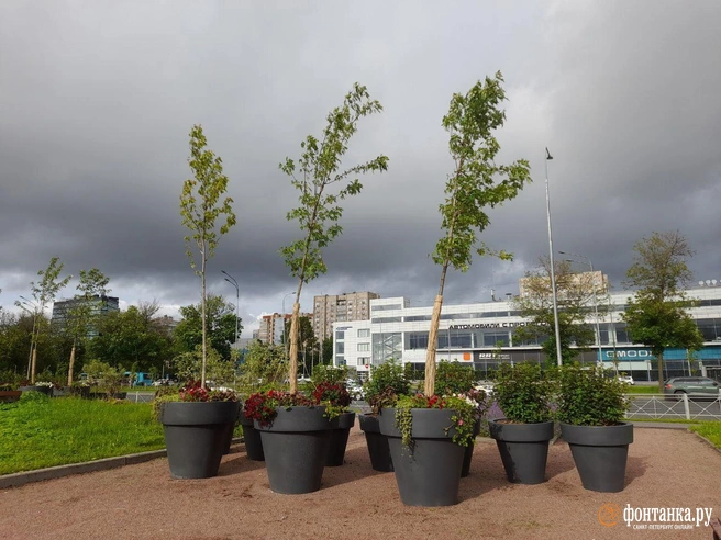 Контейнерное озеленение на Пулковском шоссе, 2025 г. | Источник: Анна Мотовилова / «Фонтанка.ру»