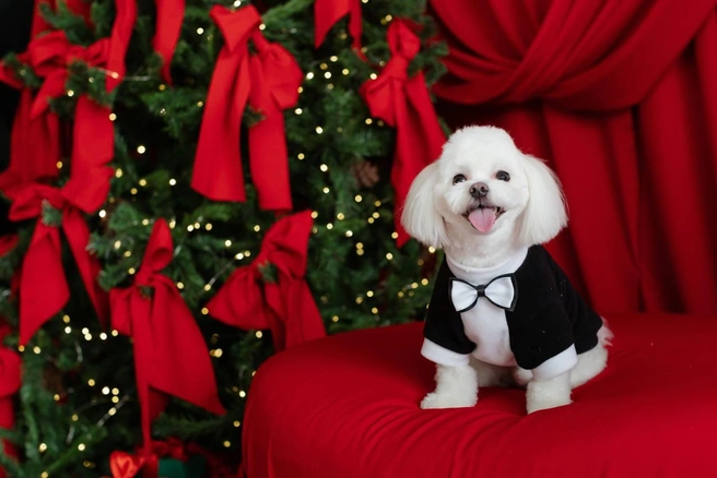 А этот забавный малый демонстрирует прилежность: «Смотрите все! Я не просто хороший мальчик, я&nbsp;— празднично-нарядный хороший мальчик!» | Источник: читатель НГС