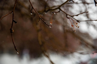 Kuzbass February Weather: Frosts and Thaws Ahead