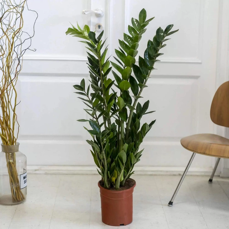 Источник: Flowwow