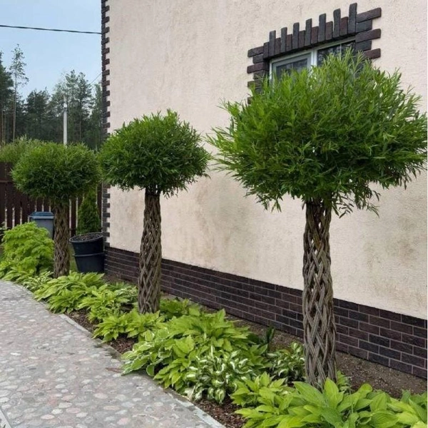 Источник: Вера Ожогина