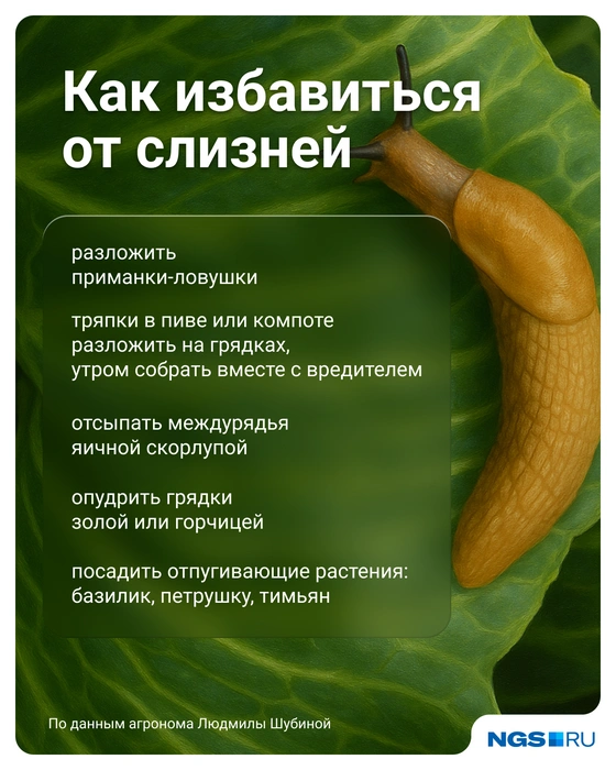 Бороться со слизнями можно и без химии | Источник: Юрий Орлов / Городские медиа