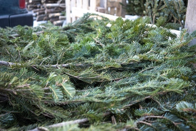 Где в Ростове сдать елку на переработку 18 января?