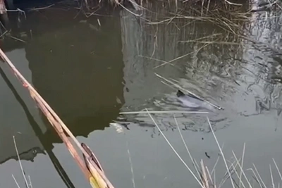 Двое темрючан спасли дельфина, запутавшегося в сетях