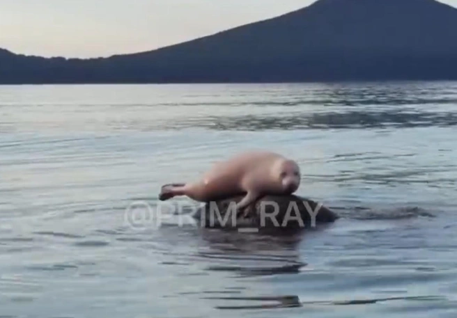 Других ларг рядом не оказалось | Источник: Telegram-канал «ПРИМОРСКИЙ РАЙ | Владивосток»