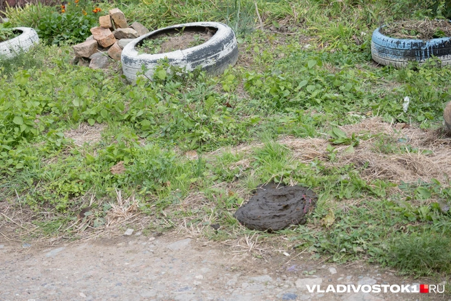 Источник: Елена Буйвол / VLADIVOSTOK1.RU
