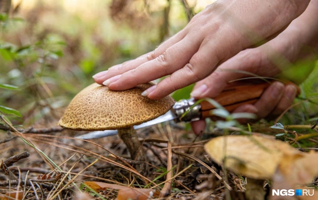 Грибы можно пожарить с картошечкой  | Источник: Александр Ощепков / NGS.RU