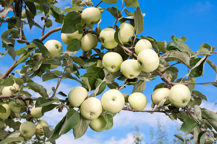 Как заготавливали яблоки в начале прошлого века: 6 рецептов