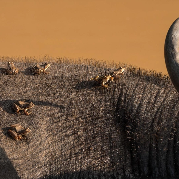 Второе место в номинации «Молодой фотограф» | Источник: Merennege Chamathki Induwara Fernando / Nature Photographer of the Year 2025