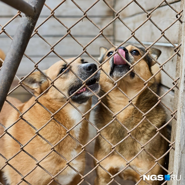 Люди помогают кормом, материалами и рабочими руками | Источник: Александр Ощепков / NGS.RU