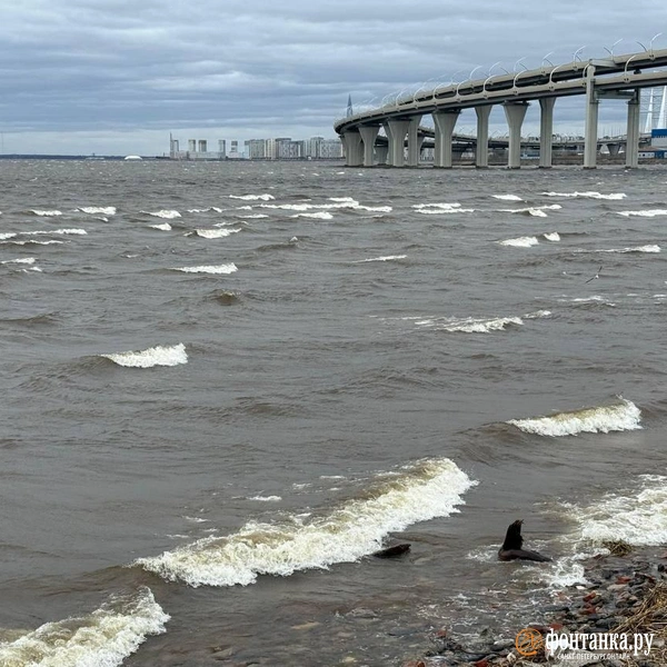Источник: Валентин Егоршин / «Фонтанка.ру»