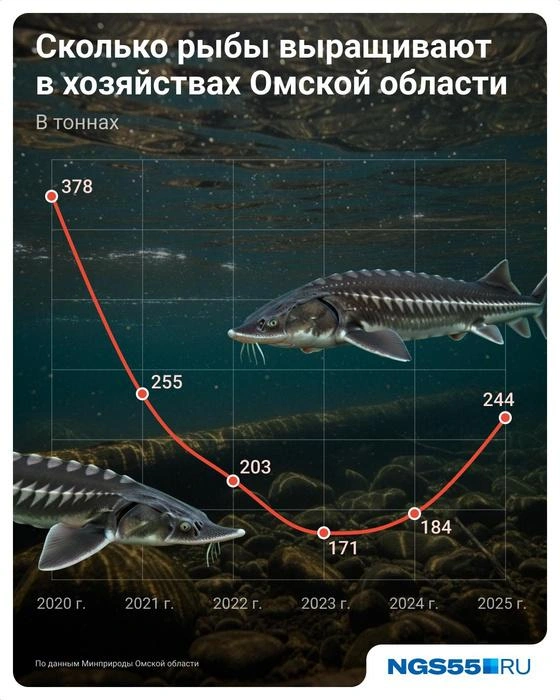 В Омской области в 2025 году количество выращенной рыбы немного увеличилось | Источник: Евгения Бикунова / Городские медиа