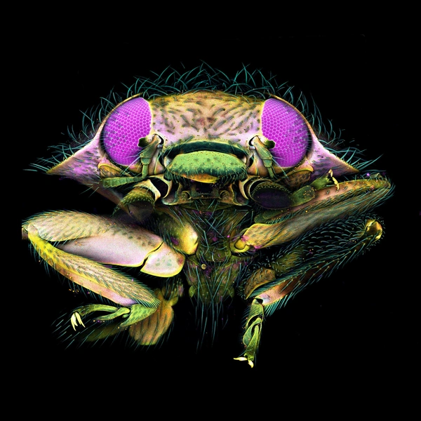 А также завораживающая фотография австралийской божьей коровки Diomus notescens | Источник: Angus Rae / Nikon Small World 2024