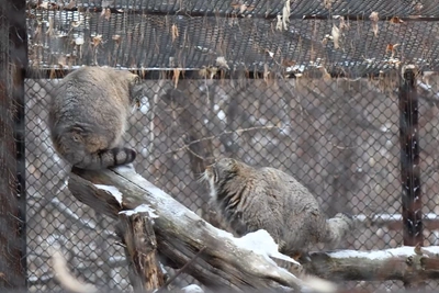 Манулы устроили беготню в зоопарке