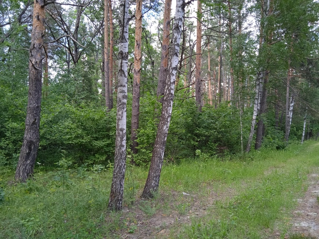 В Ульяновской области погиб лесоруб | Источник: Дмитрий Сильнов / 173. RU