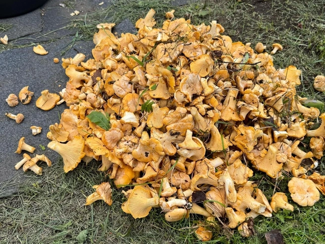 Элита | Источник: Nick ___ / VK