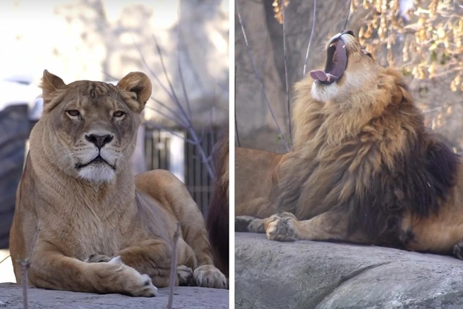 Льву Ричарду уже девять лет | Источник: Новосибирский зоопарк / Vk.com