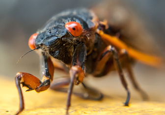 Кому поют цикады: 10 фактов о певчих насекомых