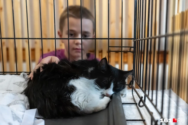 Многие кошки спали | Источник: Евгений Вдовин / 161.RU