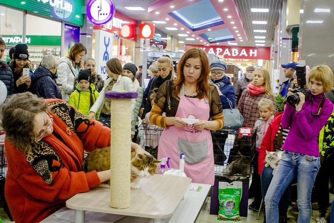 Экспертная комиссия оценивает участников монопородного шоу мэйн-кунов | Источник: Анна Хвостова