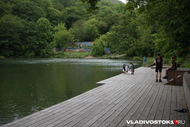 Деревья могут вырубать под парковку | Источник: Елена Буйвол / VLADIVOSTOK1.RU