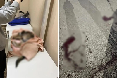 Неизвестный застрелил двух бездомных собак в Омске