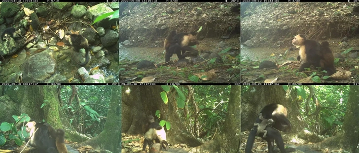 Источник: Brendan Barrett / Max Planck Institute of Animal Behavior