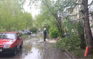 Его спилили. Красивая была черемуха… | Источник: Город Иркутск / T.me