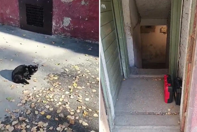 Жильцы пятиэтажки на Зорге и зоозащитники спорят из-за продухов подвала | Источник: Предоставила Мария