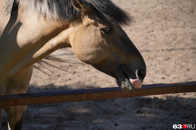 А как вам такое? | Источник: Алексей Ногинский / 63.RU