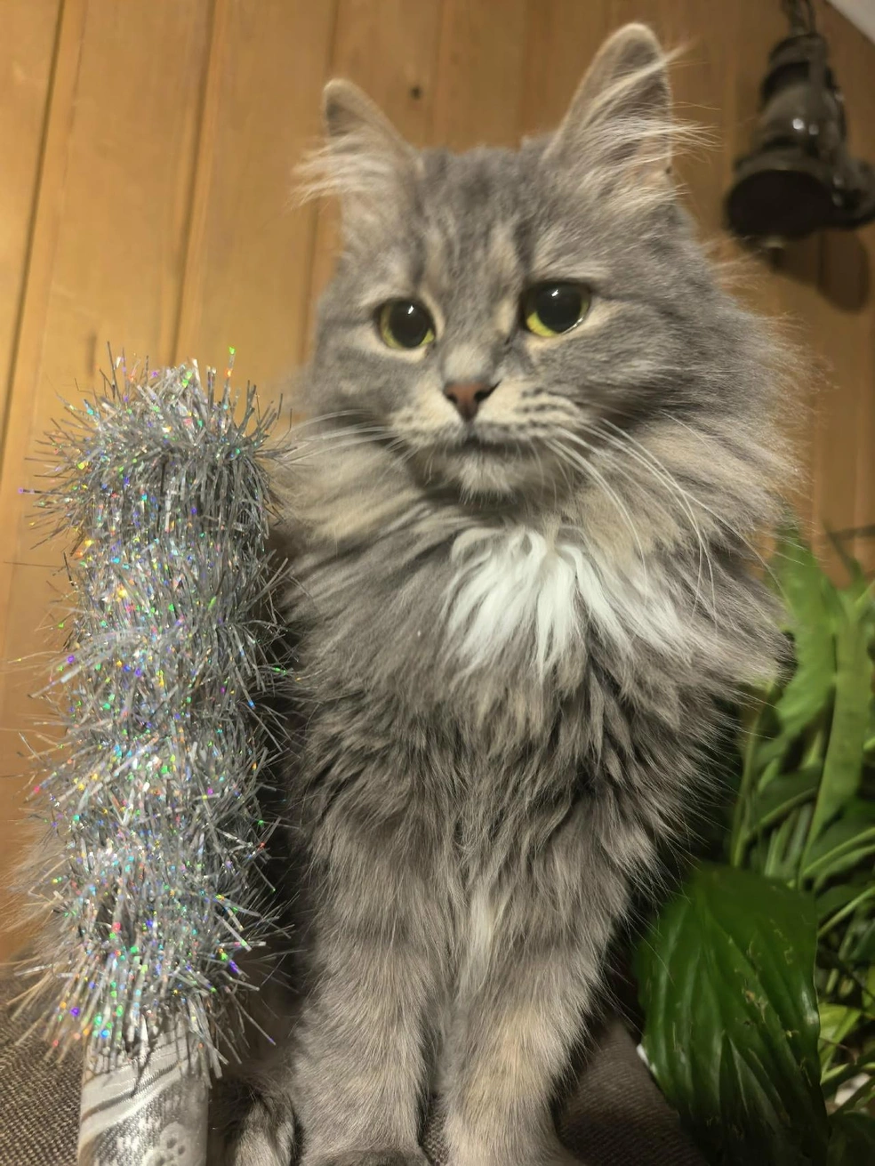 В новом доме кошку назвали Дымкой | Источник: Николай