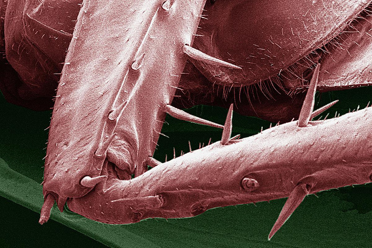 Неуловимые суперзлодеи: как эволюция наделила тараканов неуязвимостью