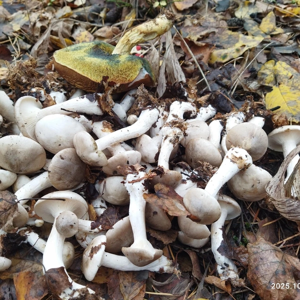 Источник: Грибы и Грибники Подмосковья / vk.com