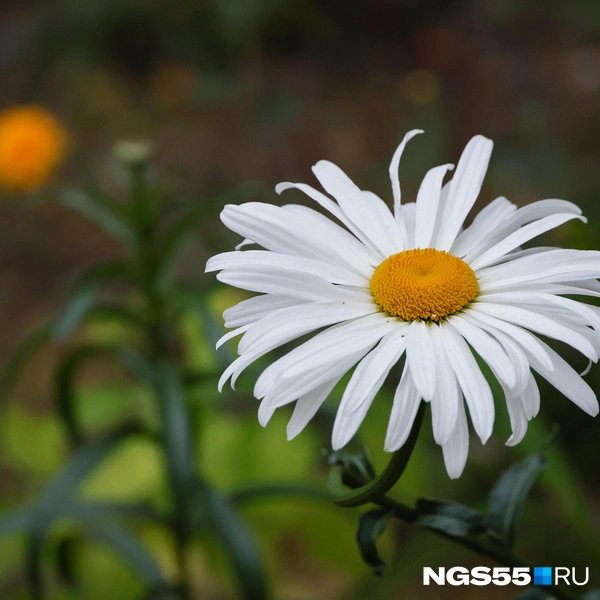 Погадаем? | Источник: Евгений Софийчук / NGS55.RU