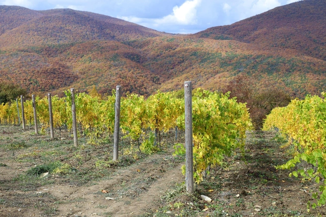 Документ содержит требования к возведению гостиниц на территории виноделен | Источник: пресс-служба Законодательного собрания Краснодарского края