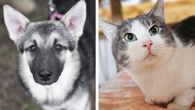Котопёс недели: щенок Пельмешек и кот Маус ждут своих людей в приюте