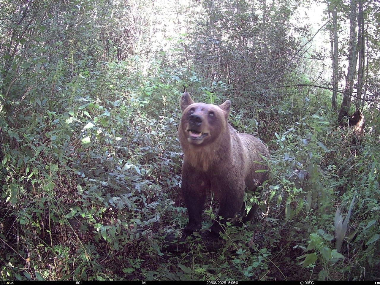 Медведица случайно наткнулась на фотоловушку в Нижегородской области — реакция бесподобна