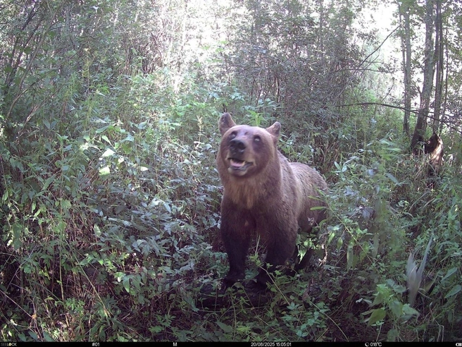 Источник: А. Е. Волков / Керженский заповедник