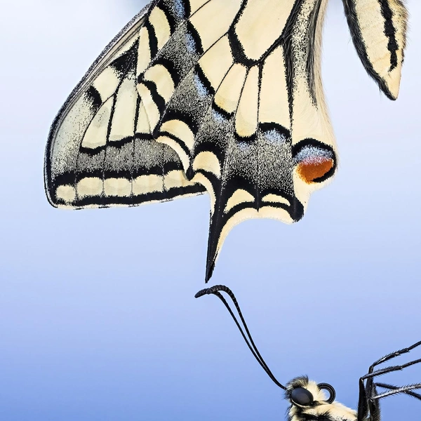 Источник: Hannu Ahonen / Vuoden Luontokuva 2025