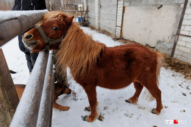 Изюминка центра&nbsp;— пони Баскин Роббинс | Источник: Ирина Шарова / 72.RU