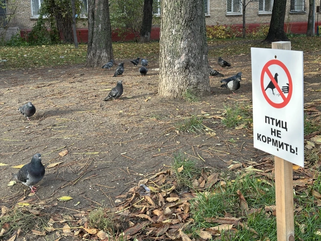 Прохожие продолжают подкармливать птиц | Источник: Андрей Кузнецов / MSK1.RU