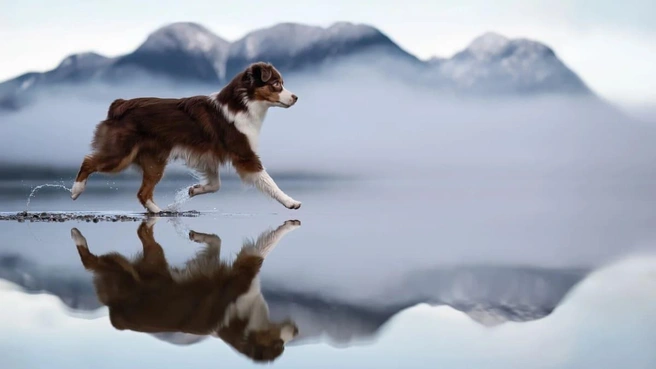 Бежать по воде&nbsp;— тот еще талант | Источник: Shandess Griffin / Pet Photography Awards 2026