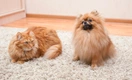 Может ли у кошек быть аллергия на собак, а у собак — на кошек