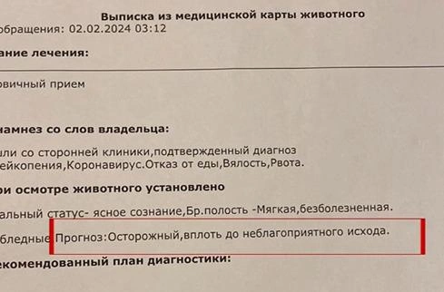 Видны диагнозы, которые поставили животному, — оба смертельные | Источник: предоставлено героем материала